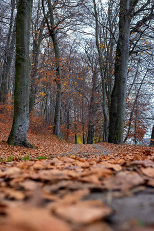 Forest path covered with dry leaves in Polandの写真素材