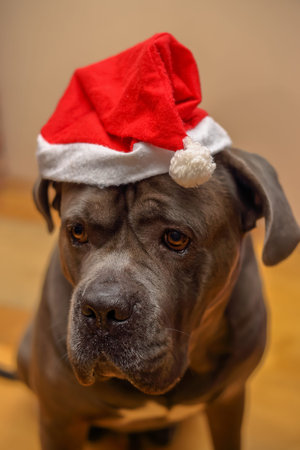 Portrait of a dog in a Santa Claus hat at home