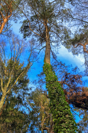 A tree covered with ivy against a blurred sky in the forestの写真素材