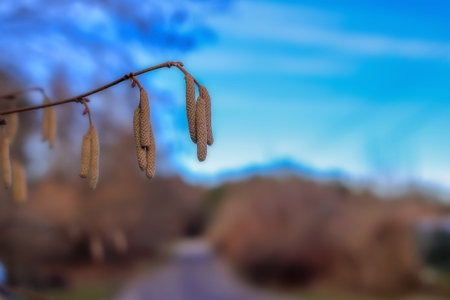 A sprig of hazel on a blurred background in the park
