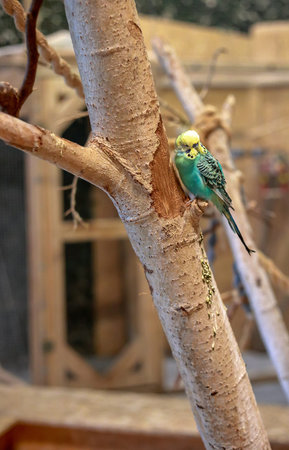 <p>A green parrot sitting on a branch in the garden</p>