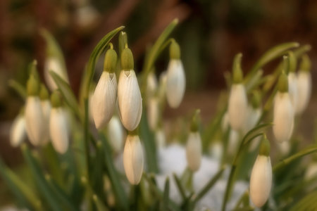 A bunch of white snowdrops on a blurred background in the gardenの写真素材