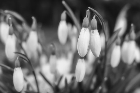 A bunch of white snowdrops in black and whiteの写真素材