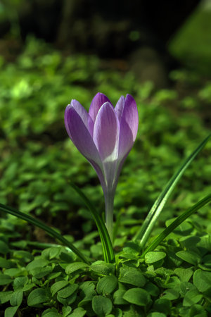 Crocus on a green meadow in Polandの写真素材