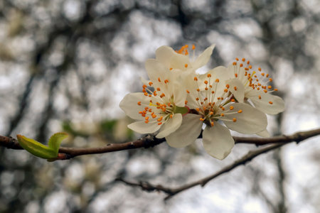 White flowers with yellow stamens on a blurred background in Polandの写真素材