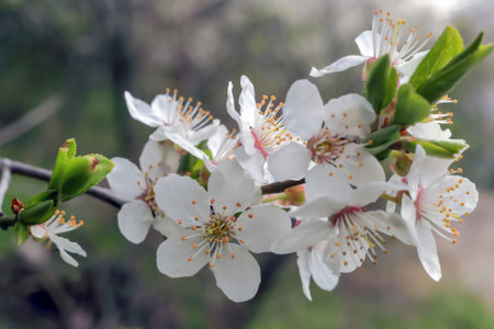 A group of white flowers on a branch in the forestの写真素材