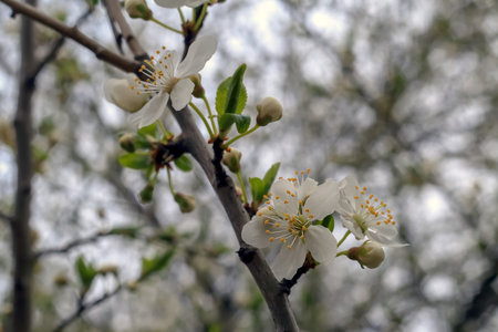 White flowers on a branch against the sky in the forestの写真素材