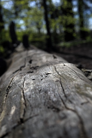 Furrows in a fallen tree trunk in the forest
