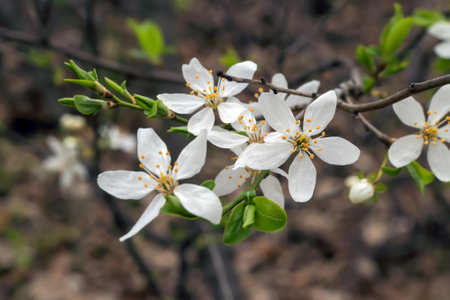 White flowers on a dark background in the forestの写真素材