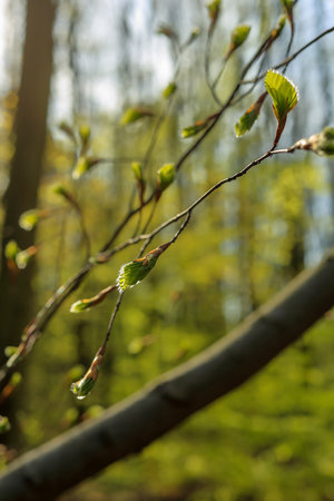 Fresh growing leaves on a branch in the forestの写真素材