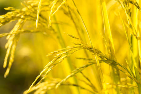 Autumn with rice and harvestの写真素材