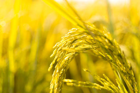 Autumn with rice and harvestの写真素材
