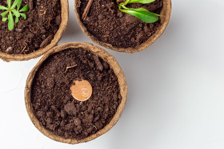 investment model as a sprout from planted coins in a pot