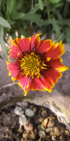 A closeup shot of a beautiful garden flowerの写真素材