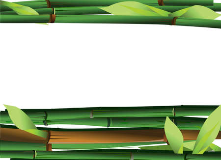 Bamboo Shoots On White Background. Vector Illustration.のイラスト素材