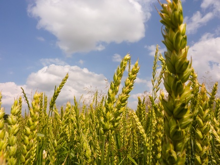 grainの写真素材