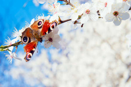 Butterfly on a branch in bloom in springの写真素材