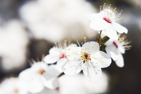 Cherry tree in bloom in spring