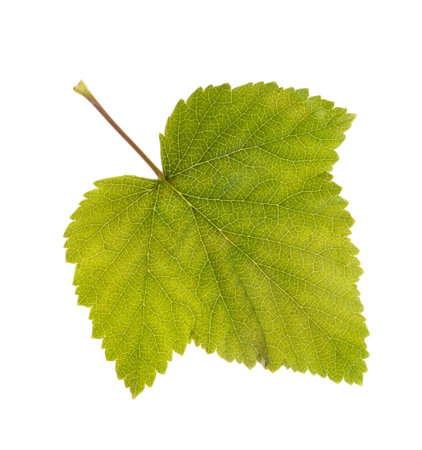 Photo leaf of blackcurrant ablaze with light isolated on a white background