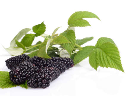 Close up view of three fresh blackberries with leaves in backgroundの写真素材