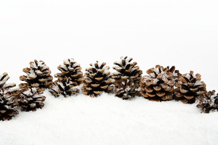 Decoration of pine cones  in line on snow on white backgroundの写真素材