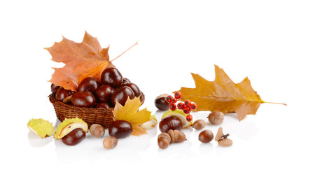 Studio shot of few chestnuts without shell with autumn red leaves isolated on white backgroundの写真素材