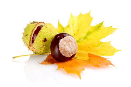 Studio shot of chestnuts with autumn leaves on white backgroundの写真素材