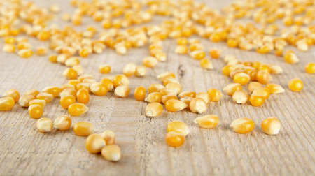 Distracted dried yellow corn on wooden deskの写真素材