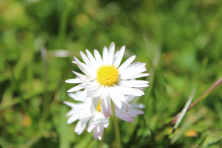 Flowerの写真素材