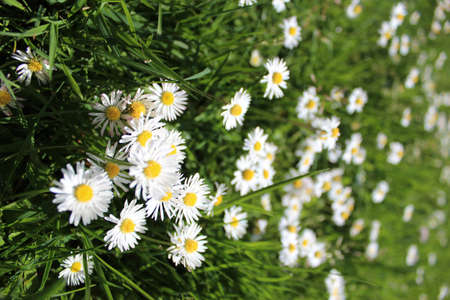 Flowersの写真素材