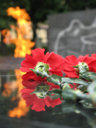 Red carnations lay on the background of eternal fire.の写真素材