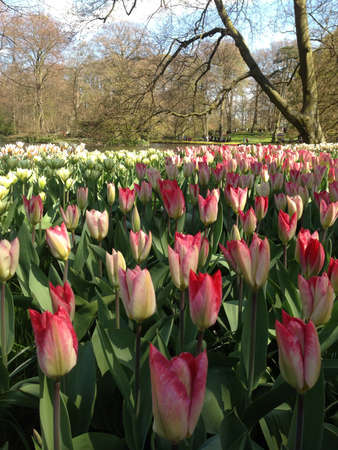 Taken in Kuekenoff Holland の素材