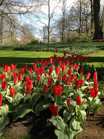 red flower in Kuekenoff Holland の素材