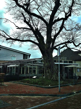 a restaurant behind a treeの素材