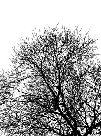 Black silhouette of the tree without leaves on the white backgroundのイラスト素材