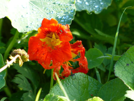 Red flower Sea Green Leavesの写真素材