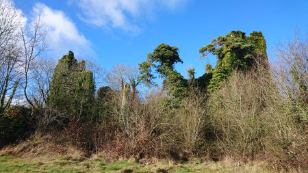 Overgrown ruin of Castlemore Castle Castlemore County Cork Irelandのeditorial素材