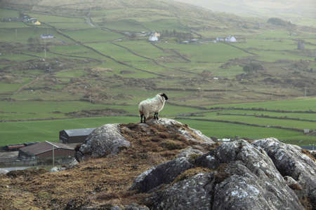 Lonely sheep on a rockの写真素材
