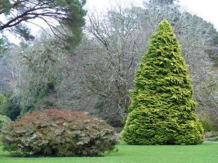 Green area with a bush and a big green treeの写真素材