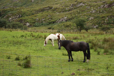 Two horses in a green field isolatedの写真素材