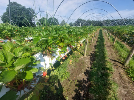 Strawberry plantation near York England with rows of ripe strawberries.の写真素材
