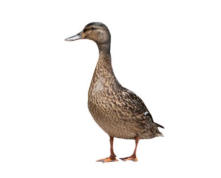 Female mallard duck isolated on a white backgroundの写真素材