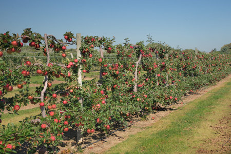 Ripe, red apples on the vine.