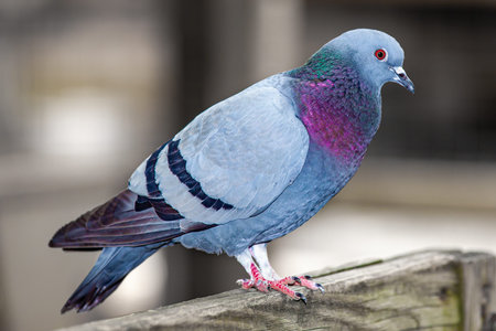 Portrait of a colorcul pigeon perched on a wood fence.