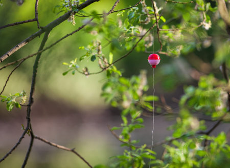 Fishing line and bobber tangled in tree branch.