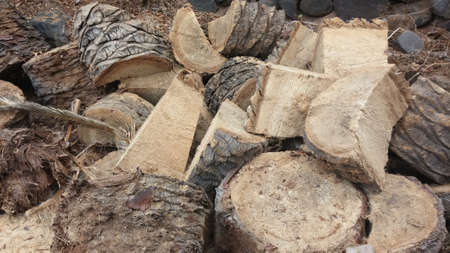 Chopped palm woodの写真素材