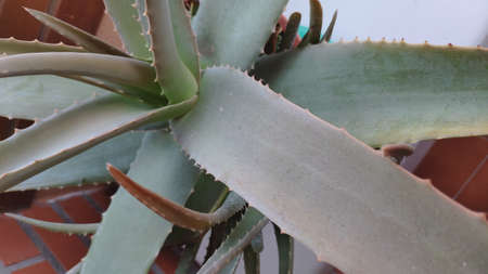 cactus leavesの写真素材