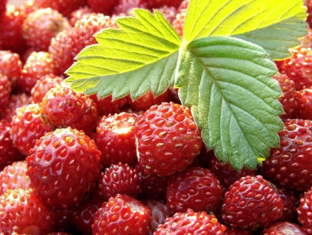 fresh wild strawberry with green leaf close-up                               