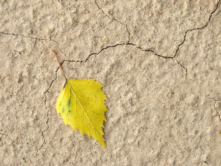 lonely yellow leaf on the dry cracked ground                               の写真素材