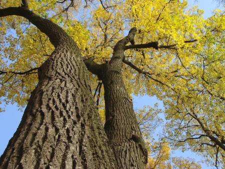 autumnal trees fragment with bright yellow foliage                               の写真素材
